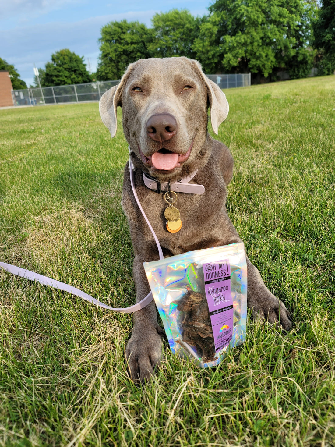 Ground Kangaroo Medallions