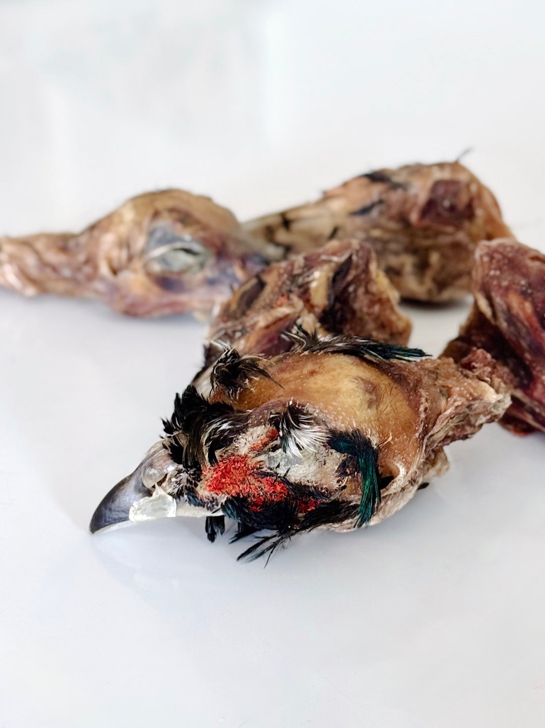 (Limited Release) Pheasant Heads