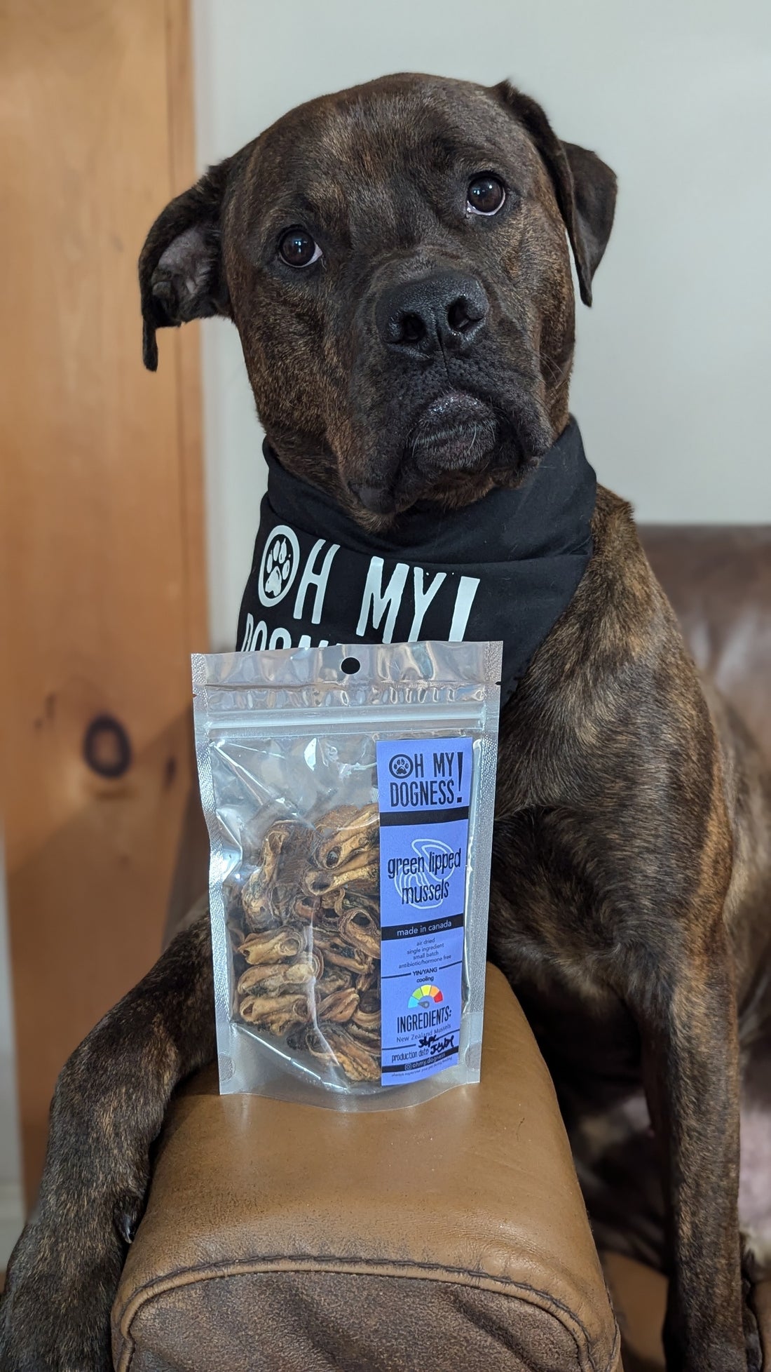 Green Lipped Mussels