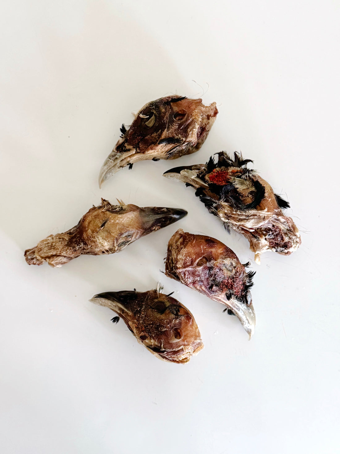 (Limited Release) Pheasant Heads