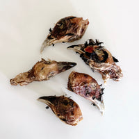 (Limited Release) Pheasant Heads