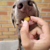 Freeze Dried Quail Egg Yolks