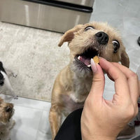 Freeze Dried Salmon Bites