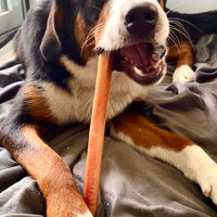 BULK 12 inch Standard Bully Sticks