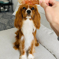 Chicken Comb