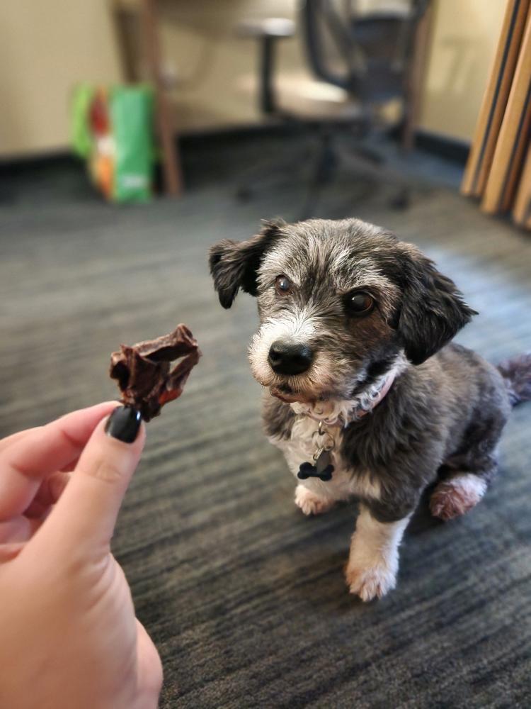 Ground Kangaroo Medallions