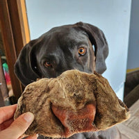 Beef Snouts
