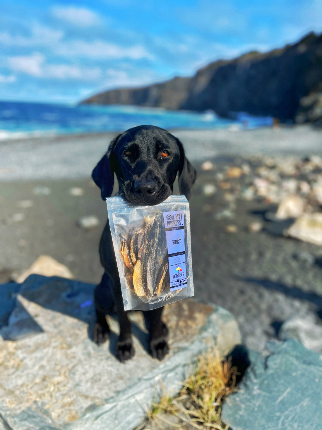 Large Smelts (Headless - lower odor)