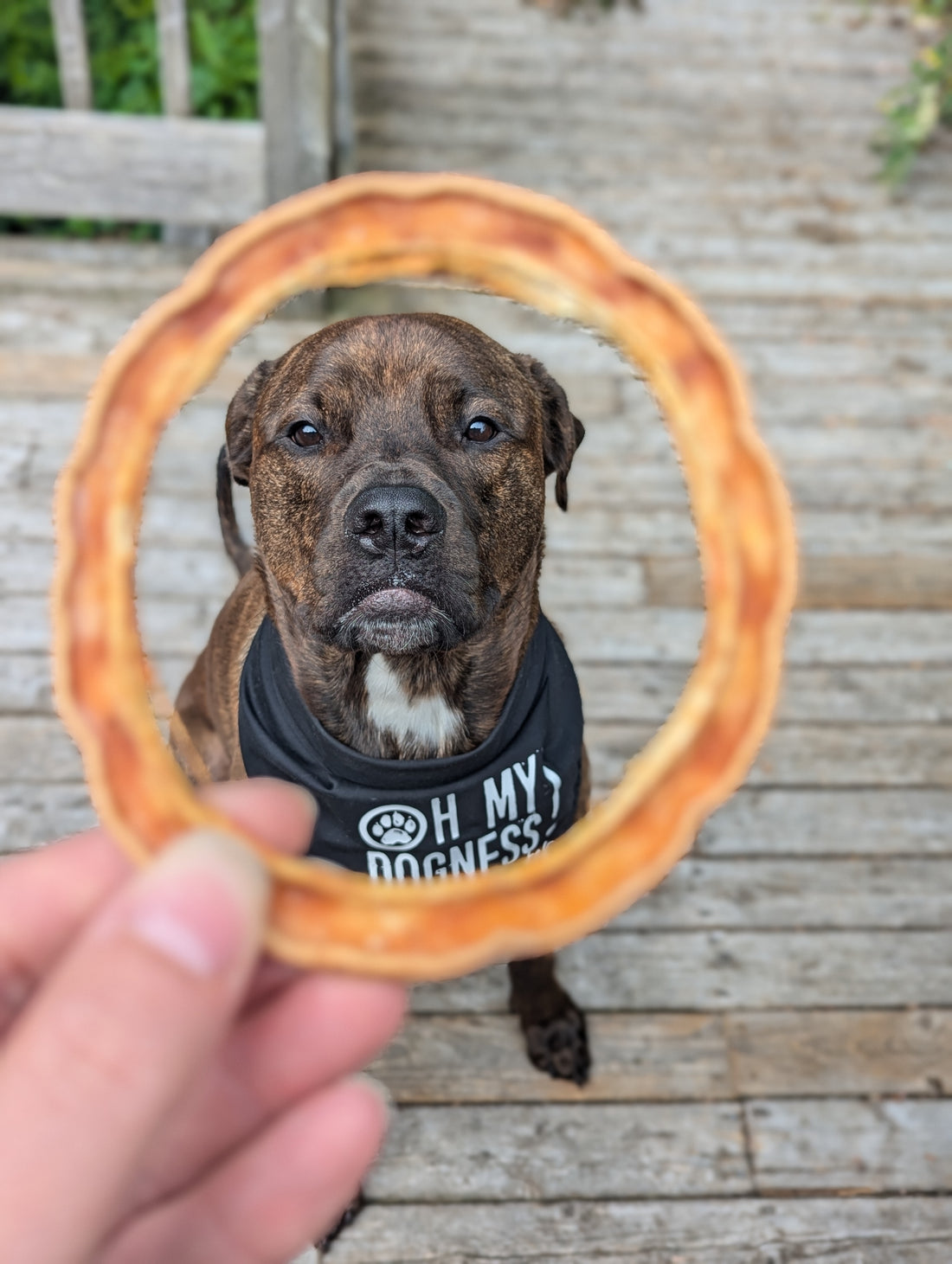 Butternut Squash Chews