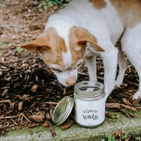 NEW - Holisticanine - Organic Icelandic Kelp | Skin + Coat, Dental, Allergy Supplement