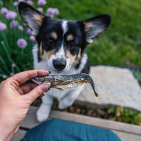 Freeze dried Mackerel - Whole Prey