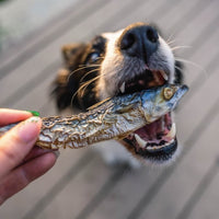 Freeze dried Mackerel - Whole Prey