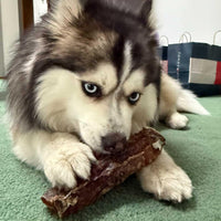 Beef Trachea
