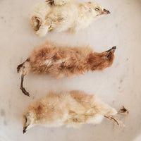 Day old chicks