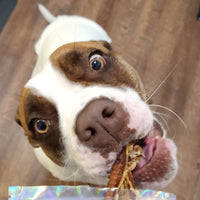 Lamb Trachea (4-5 Inches)