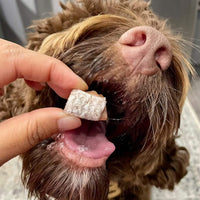 Freeze Dried Salmon Bites