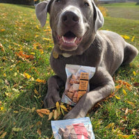 Freeze Dried Salmon Bites