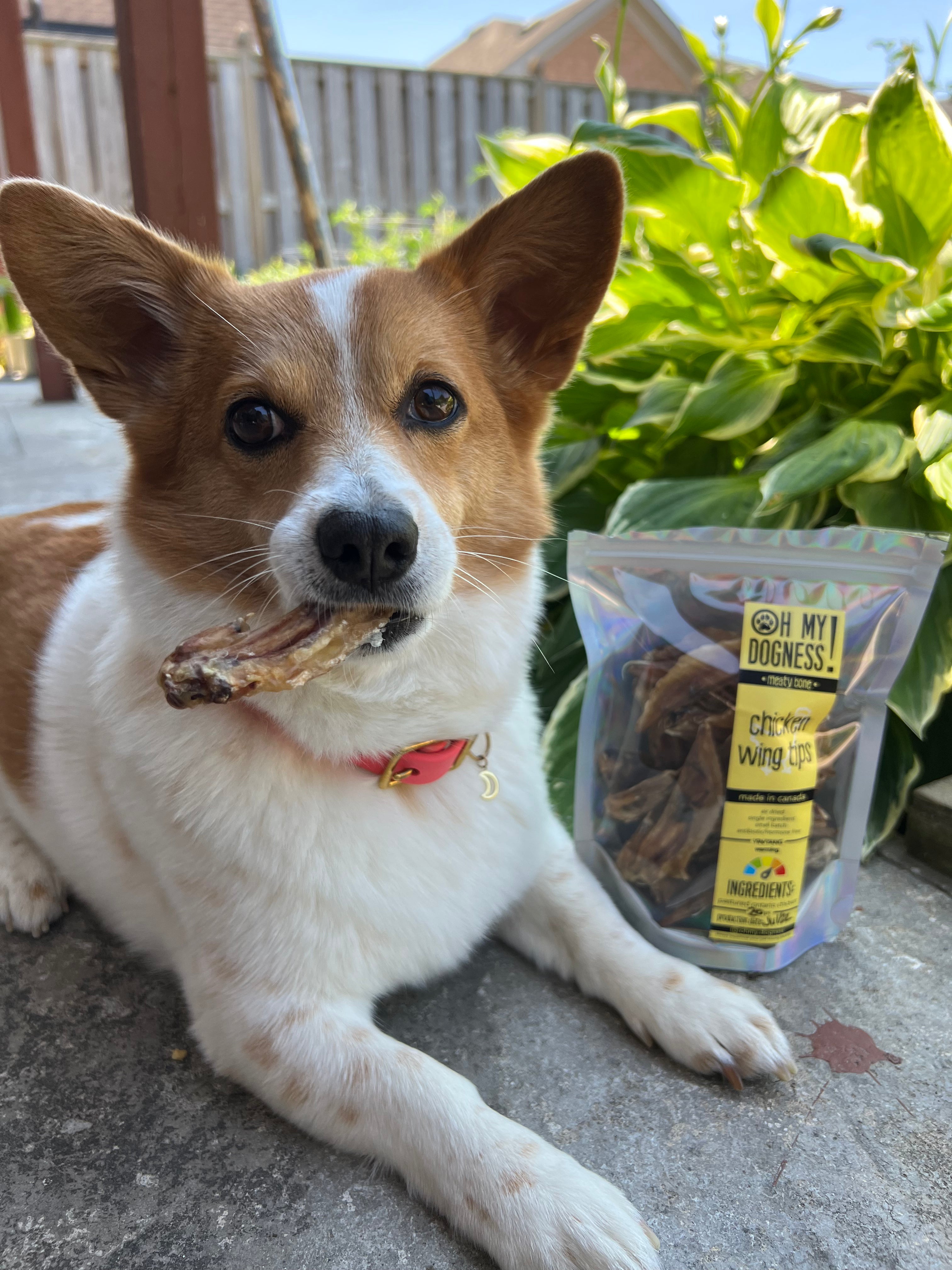 Dogs eating chicken sales wings