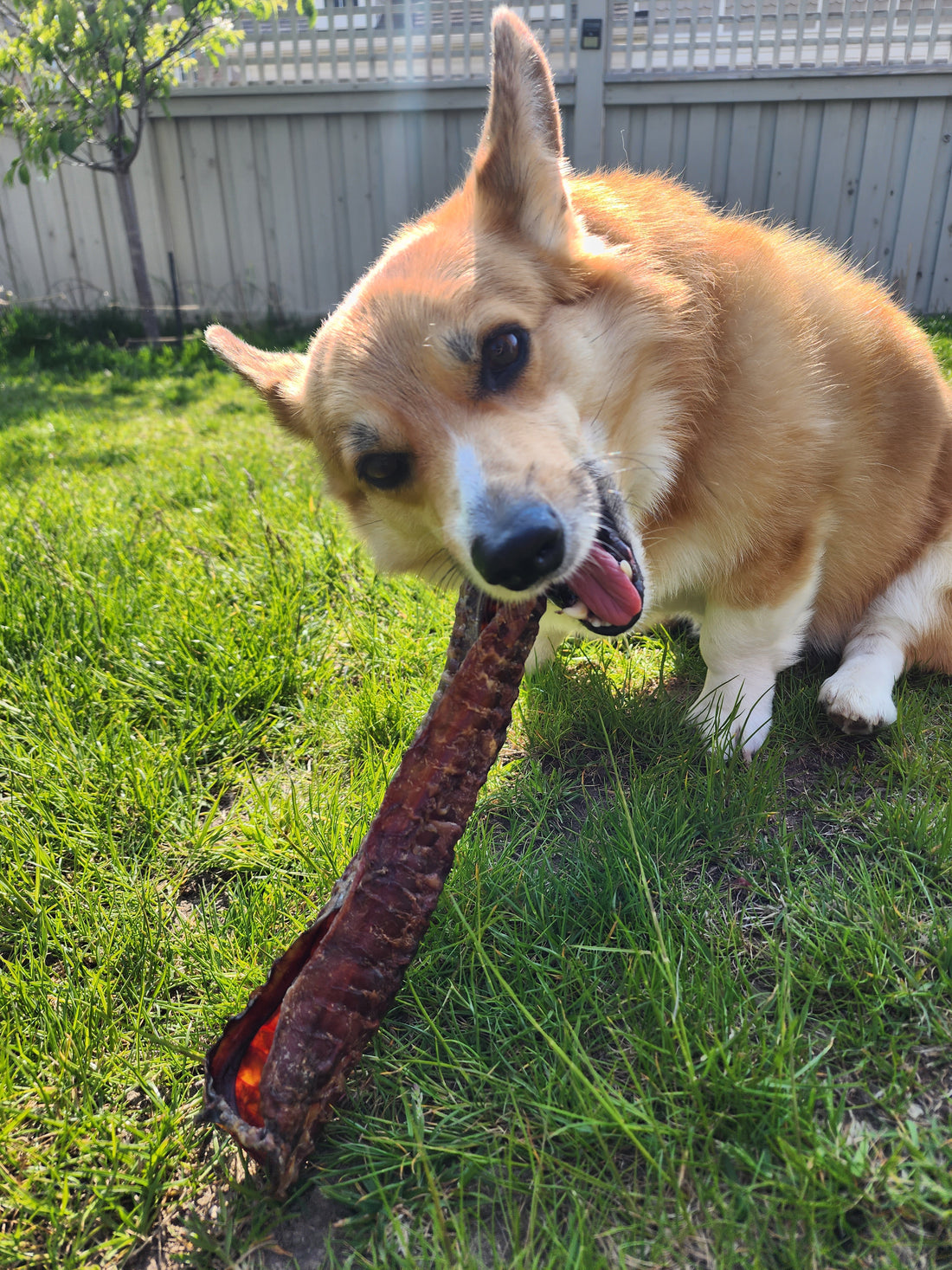 Beef Trachea