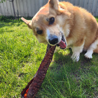 Beef Trachea