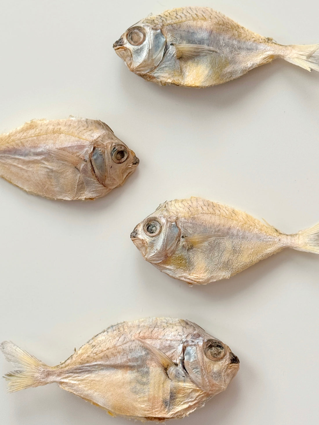 (NEW) Freeze- Dried Pony Fish