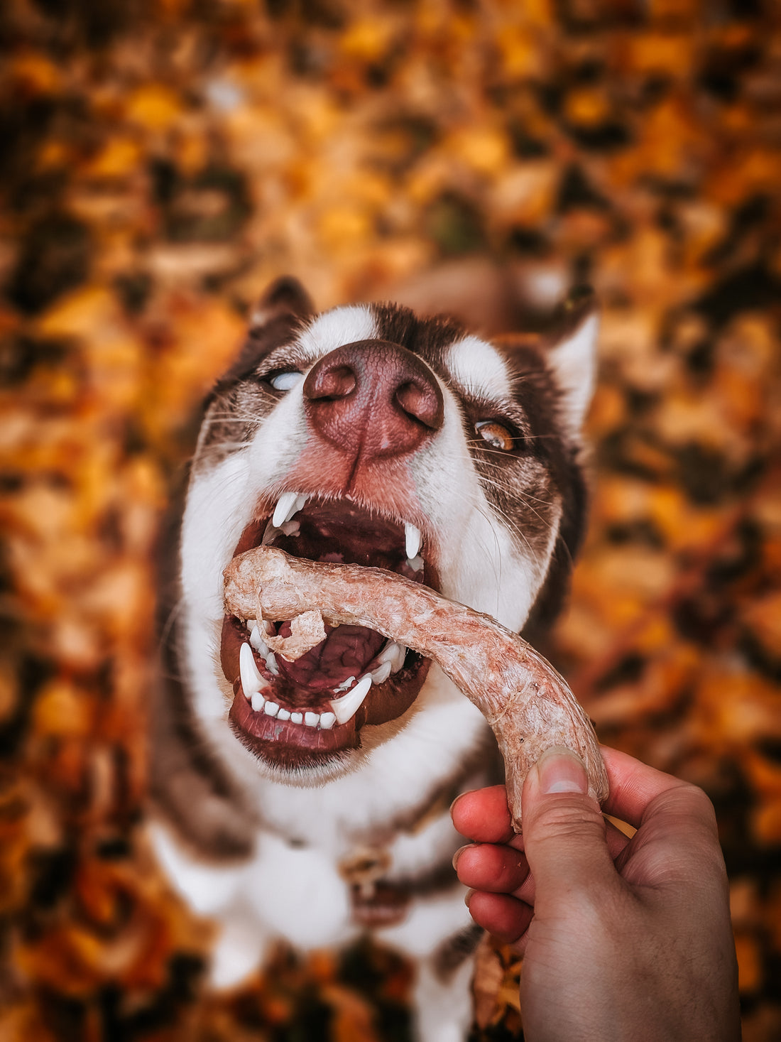 Freeze Dried Chicken Necks
