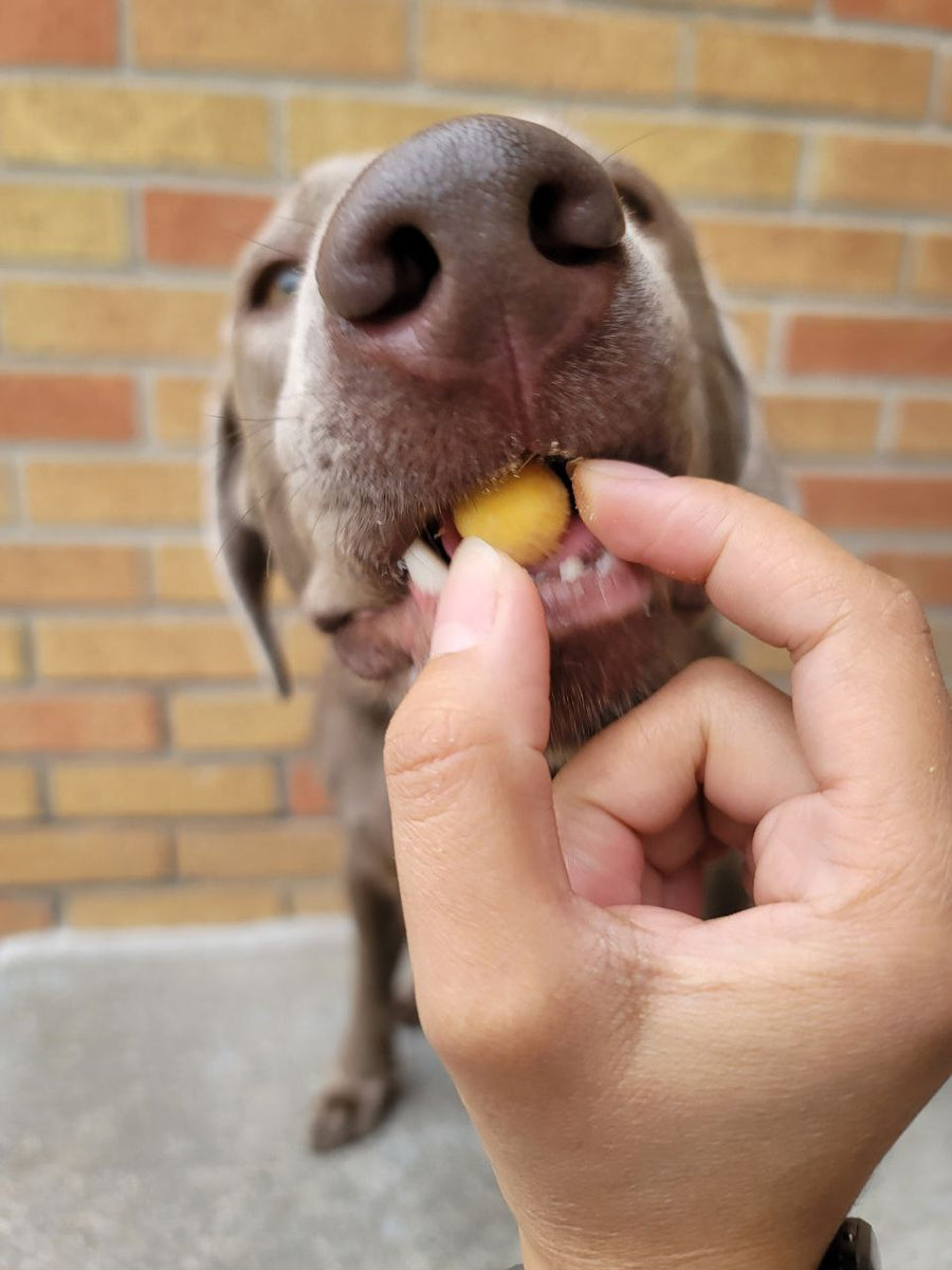 Freeze Dried Quail Egg Yolks