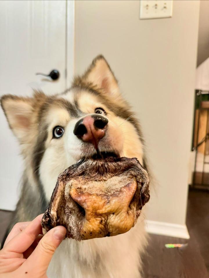 Beef Snouts