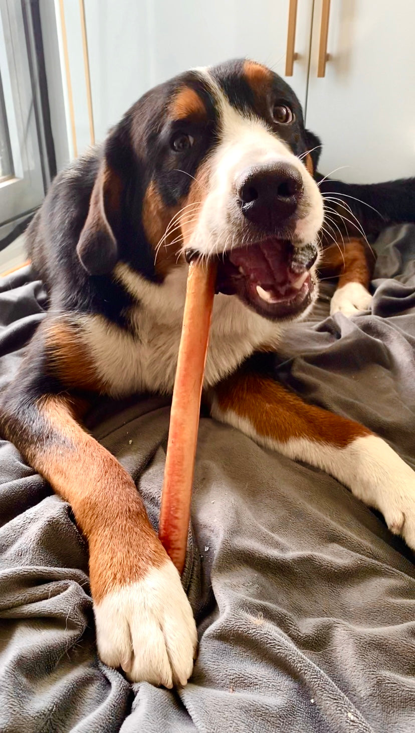 BULK 12 inch Standard Bully Sticks