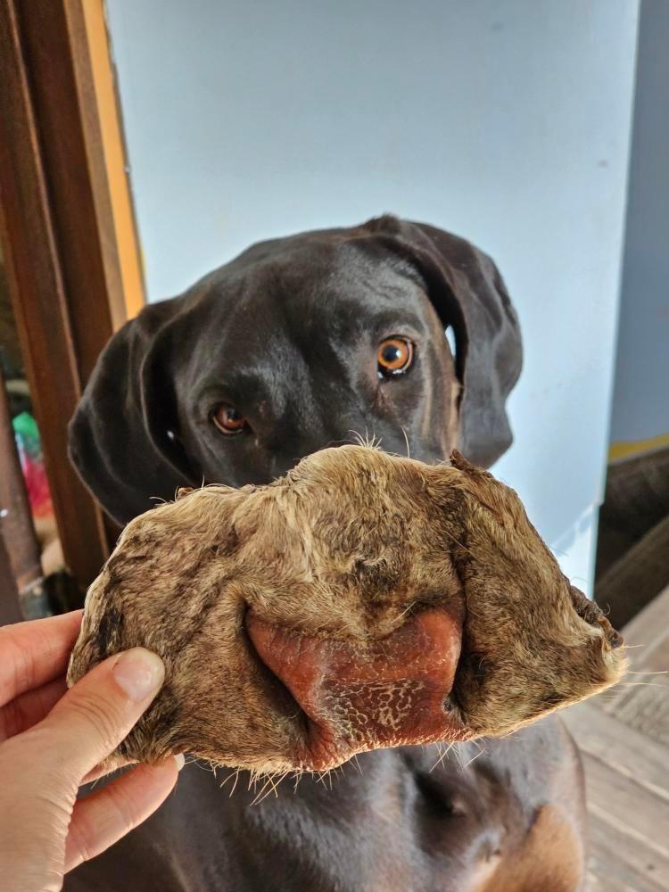 Beef Snouts
