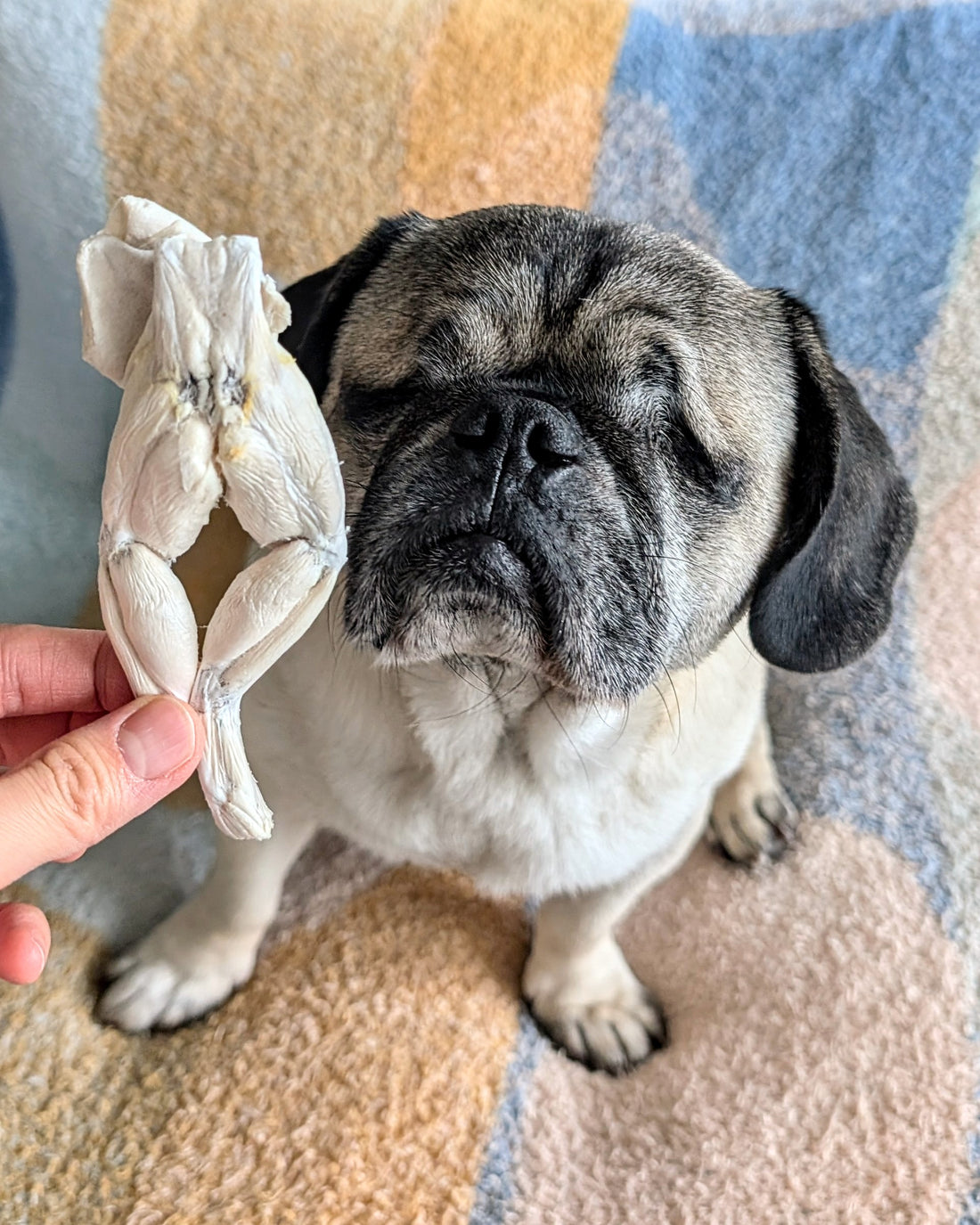 Freeze Dried Frog Legs