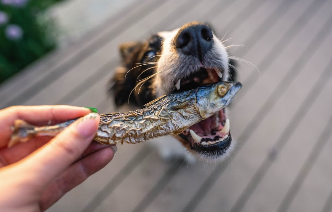 Freeze dried Mackerel - Whole Prey