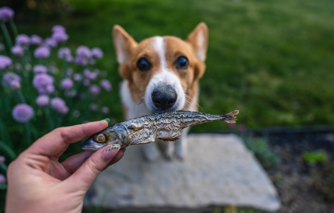 Freeze dried Mackerel - Whole Prey