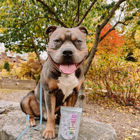 Freeze Dried Blueberry Dairy Bites