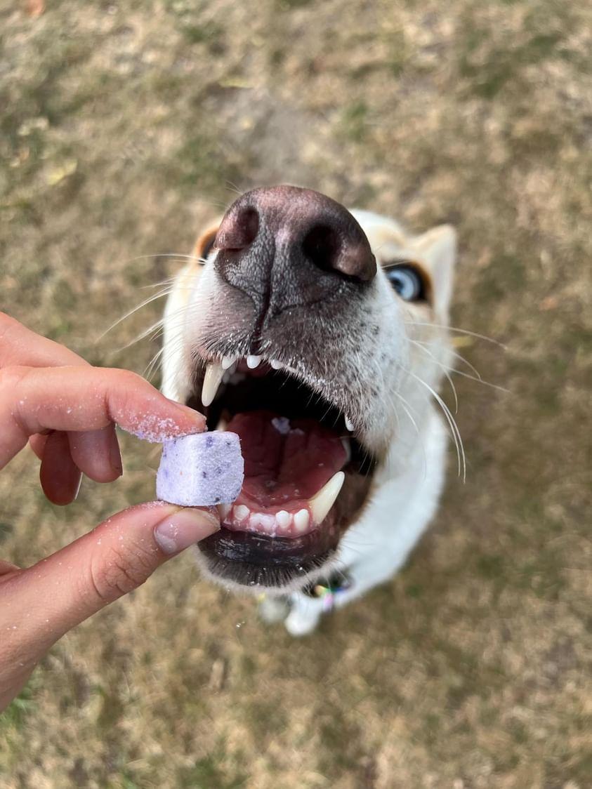 Freeze Dried Blueberry Dairy Bites