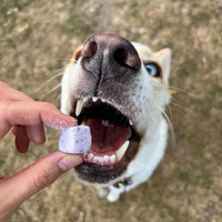 Freeze Dried Blueberry Dairy Bites