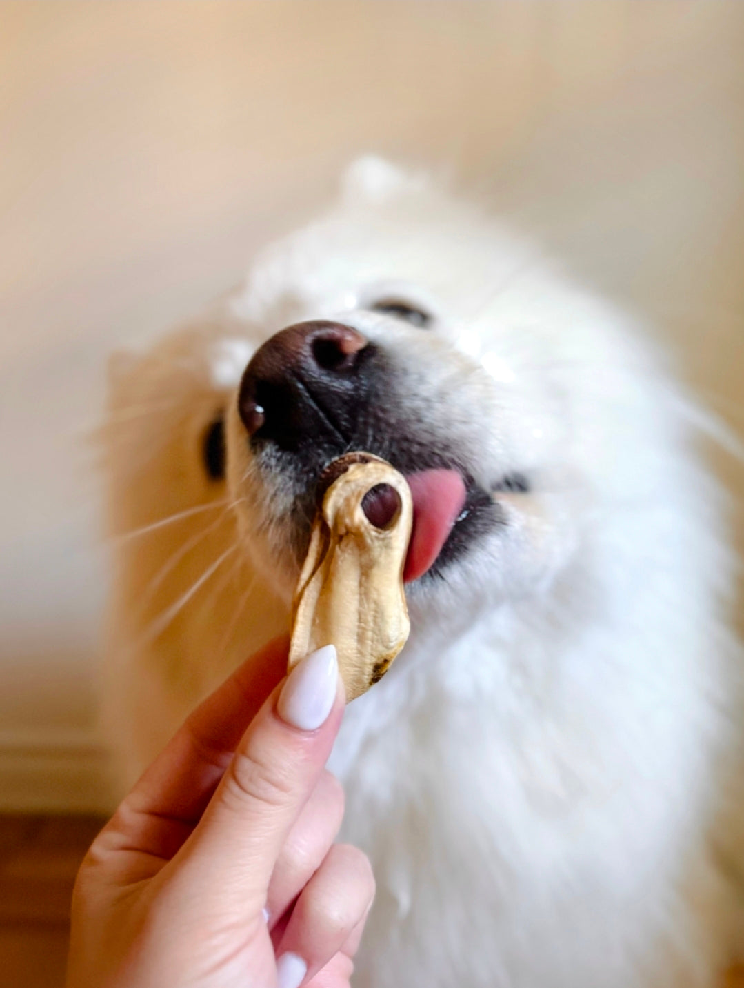 Freeze Dried Green Lipped Mussels