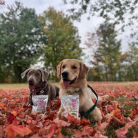 Freeze Dried Blueberry Dairy Bites