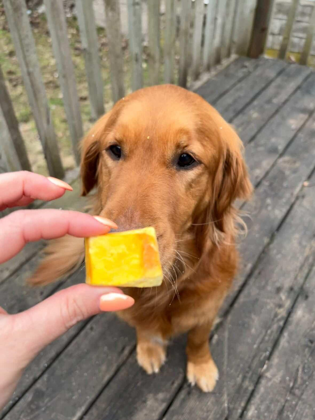 Freeze-dried Japanese Pumpkin