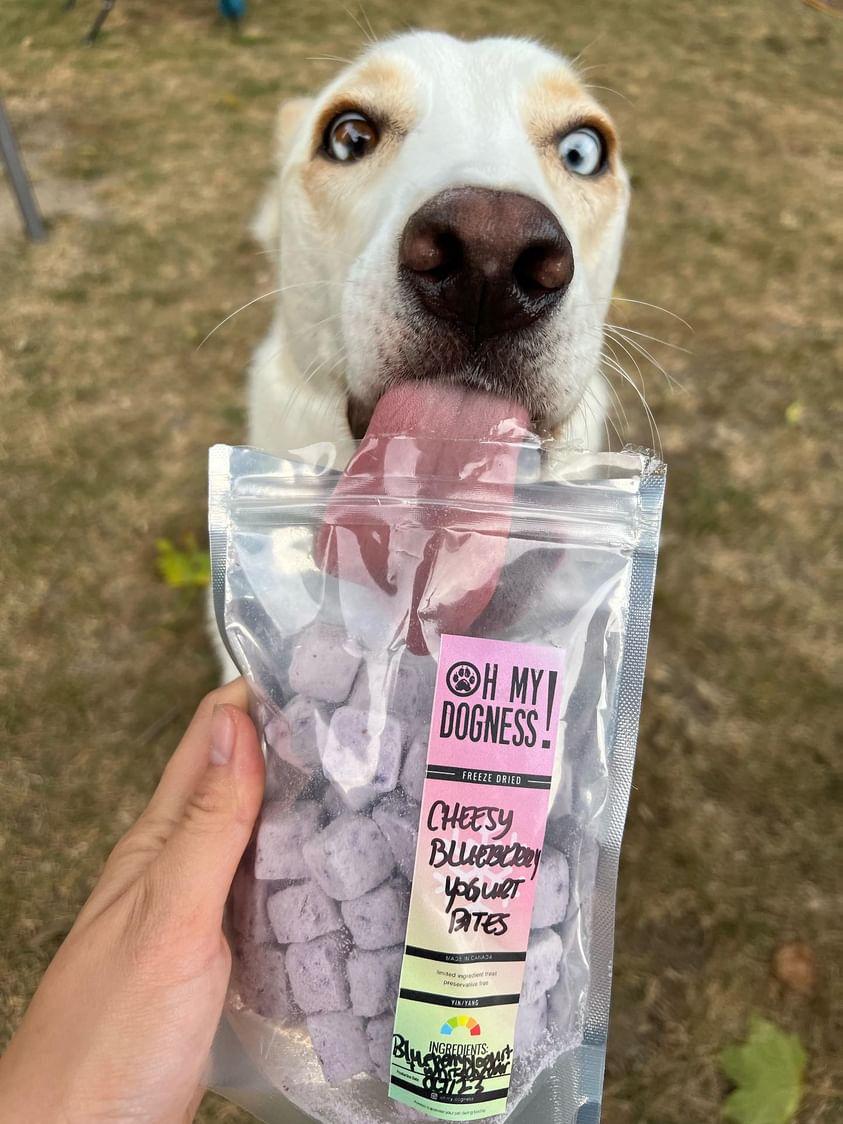 Freeze Dried Blueberry Dairy Bites