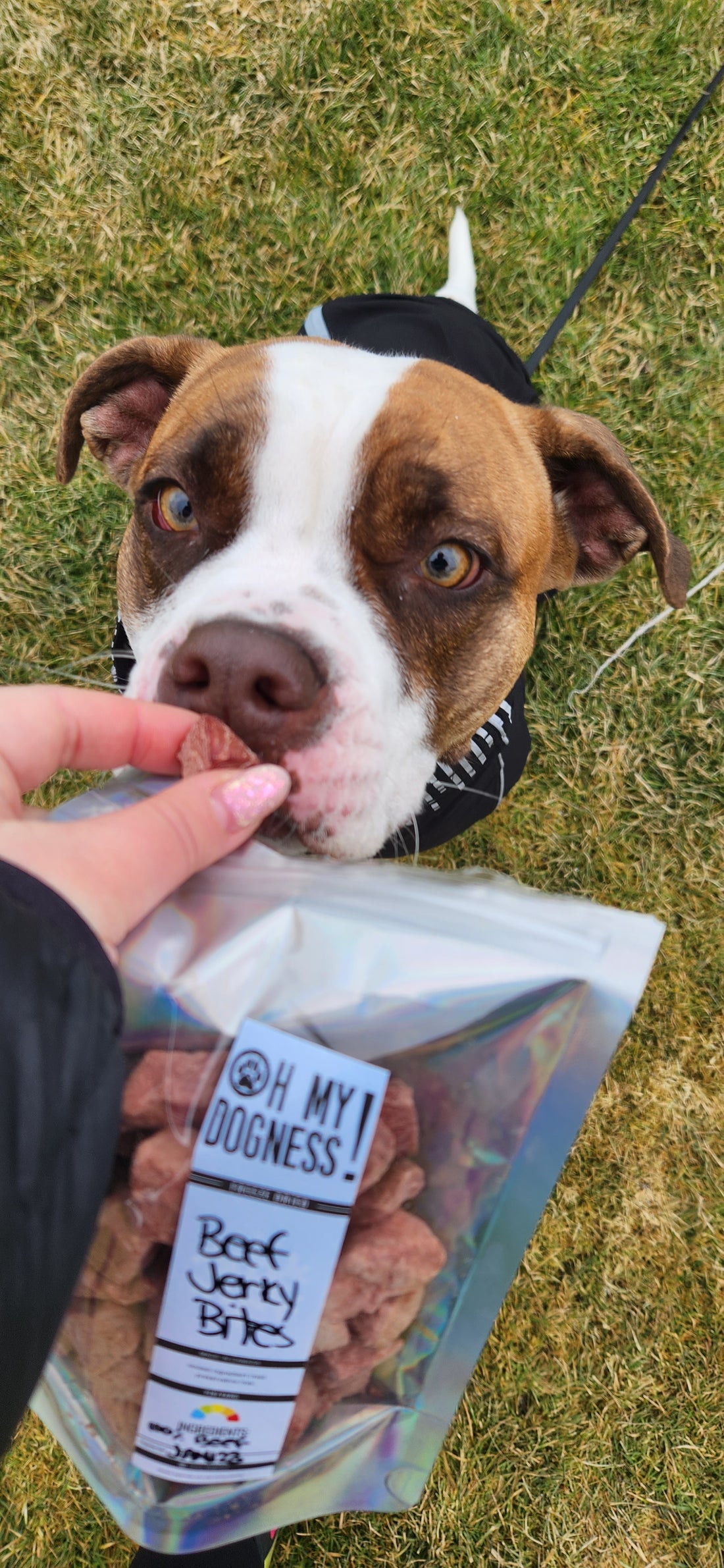 Freeze dried Beef Jerky Bites