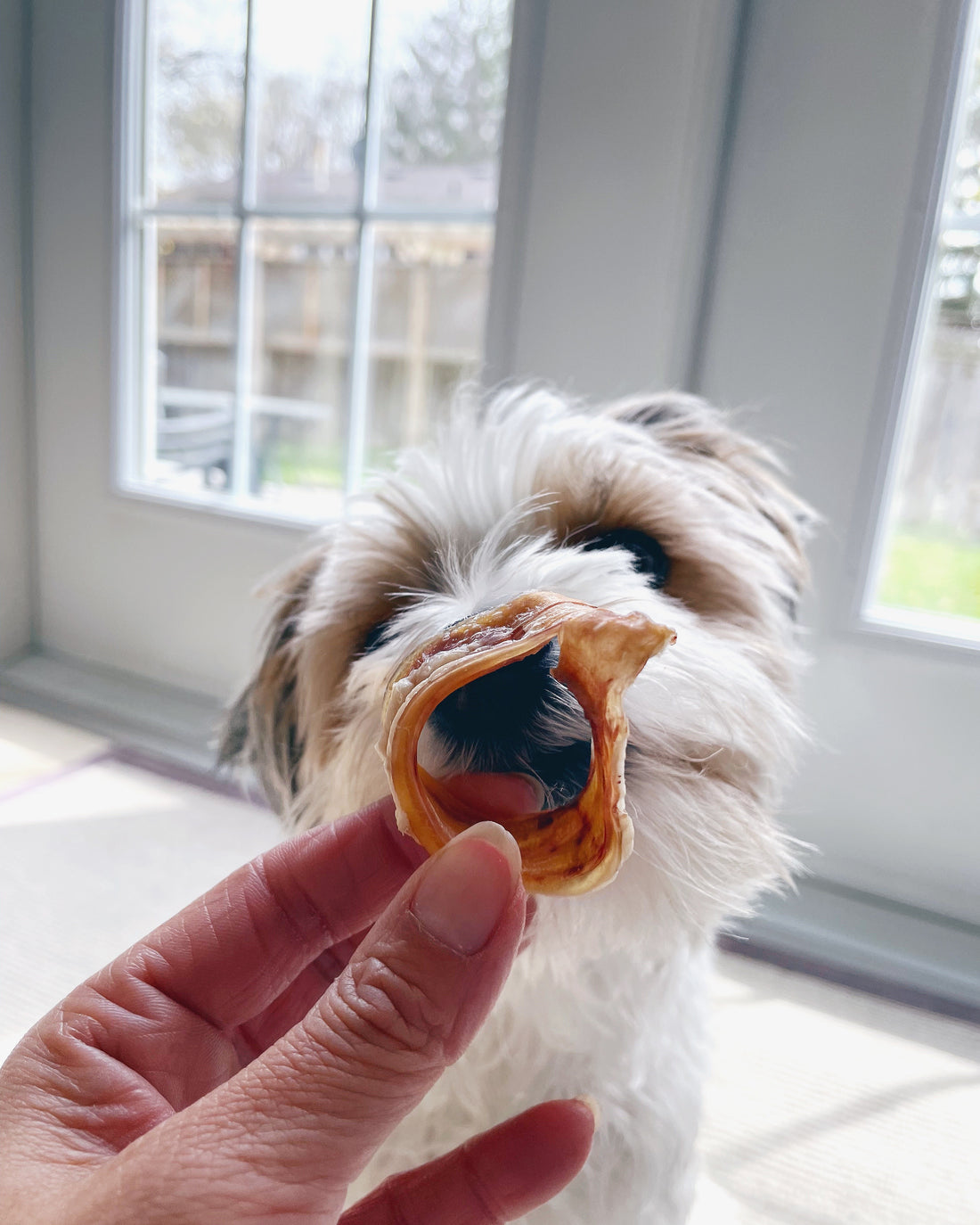 Beef Trachea Rings