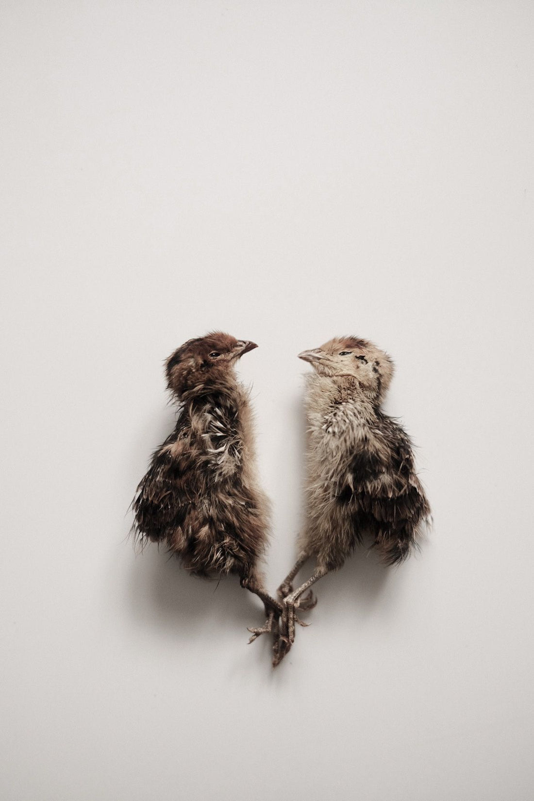 Quail Hatchlings