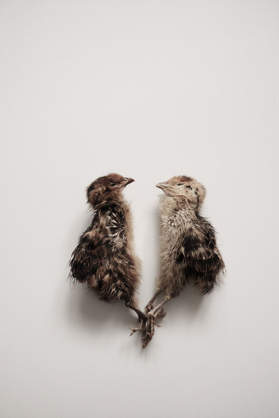 Quail Hatchlings