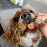 Freeze dried Salmon Bites