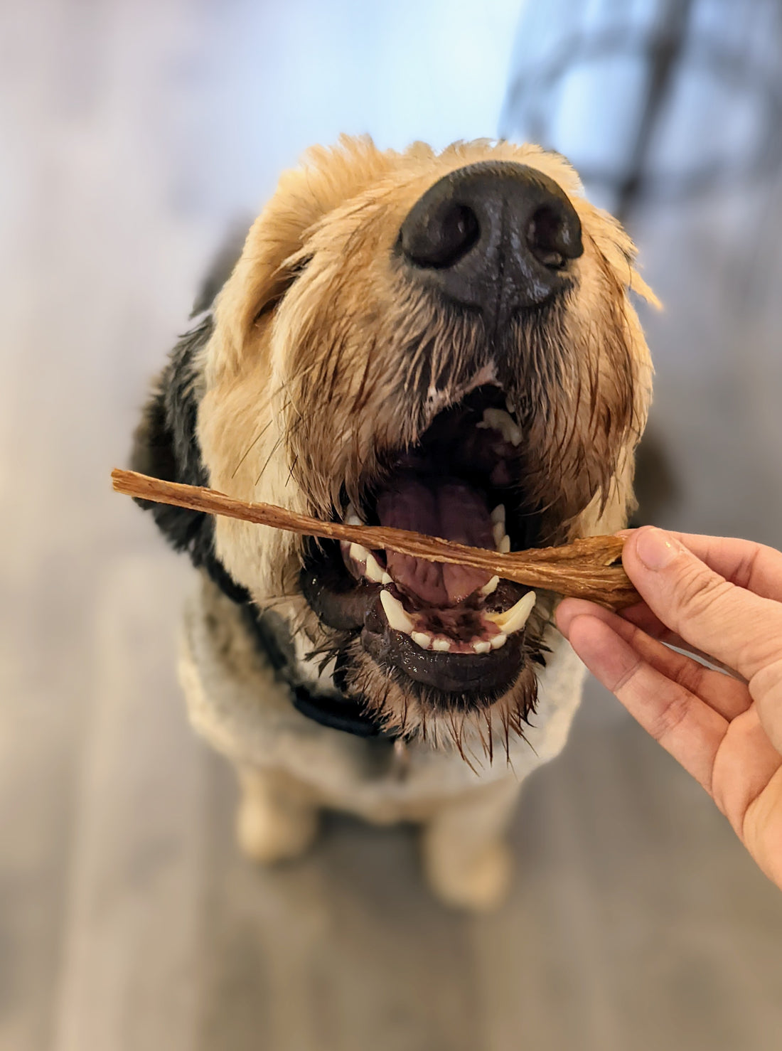 Bladder sticks for dogs top