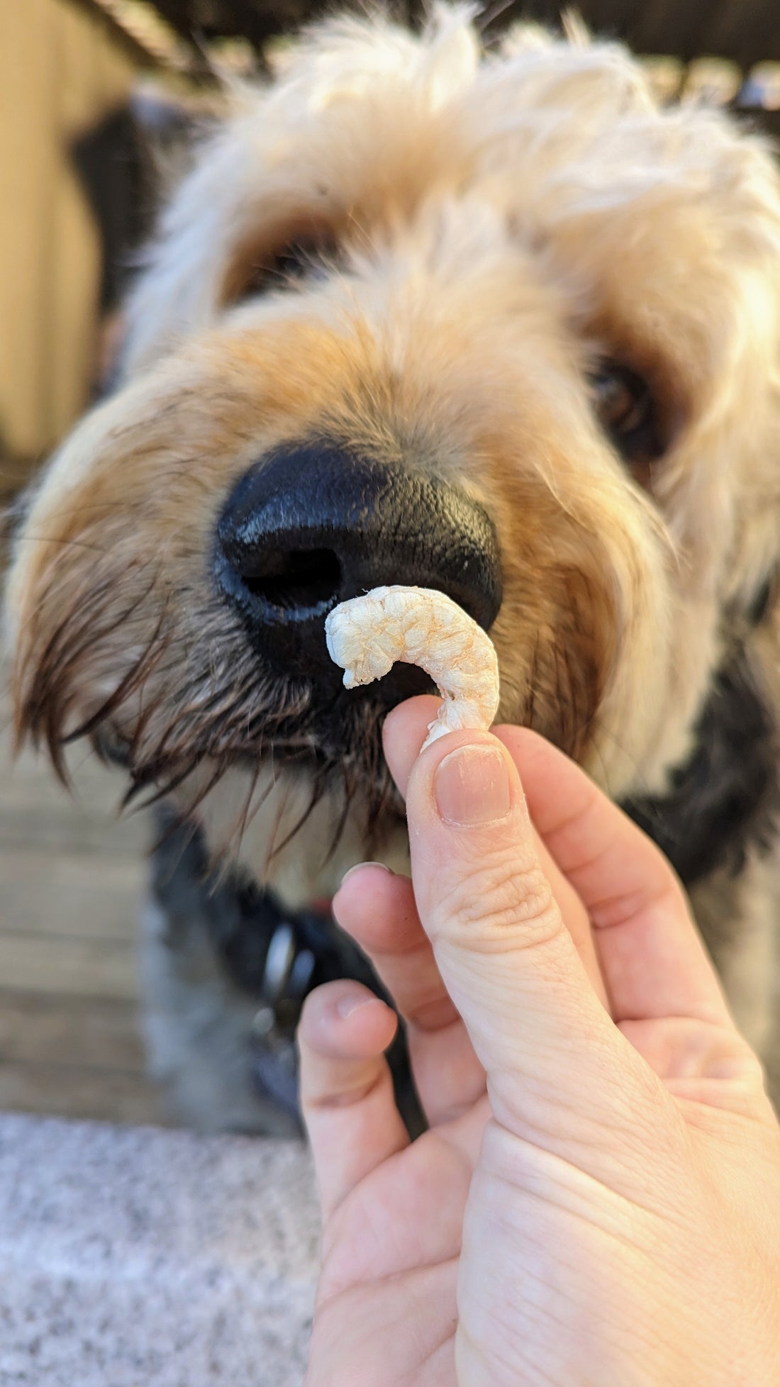 Freeze Dried Shrimp