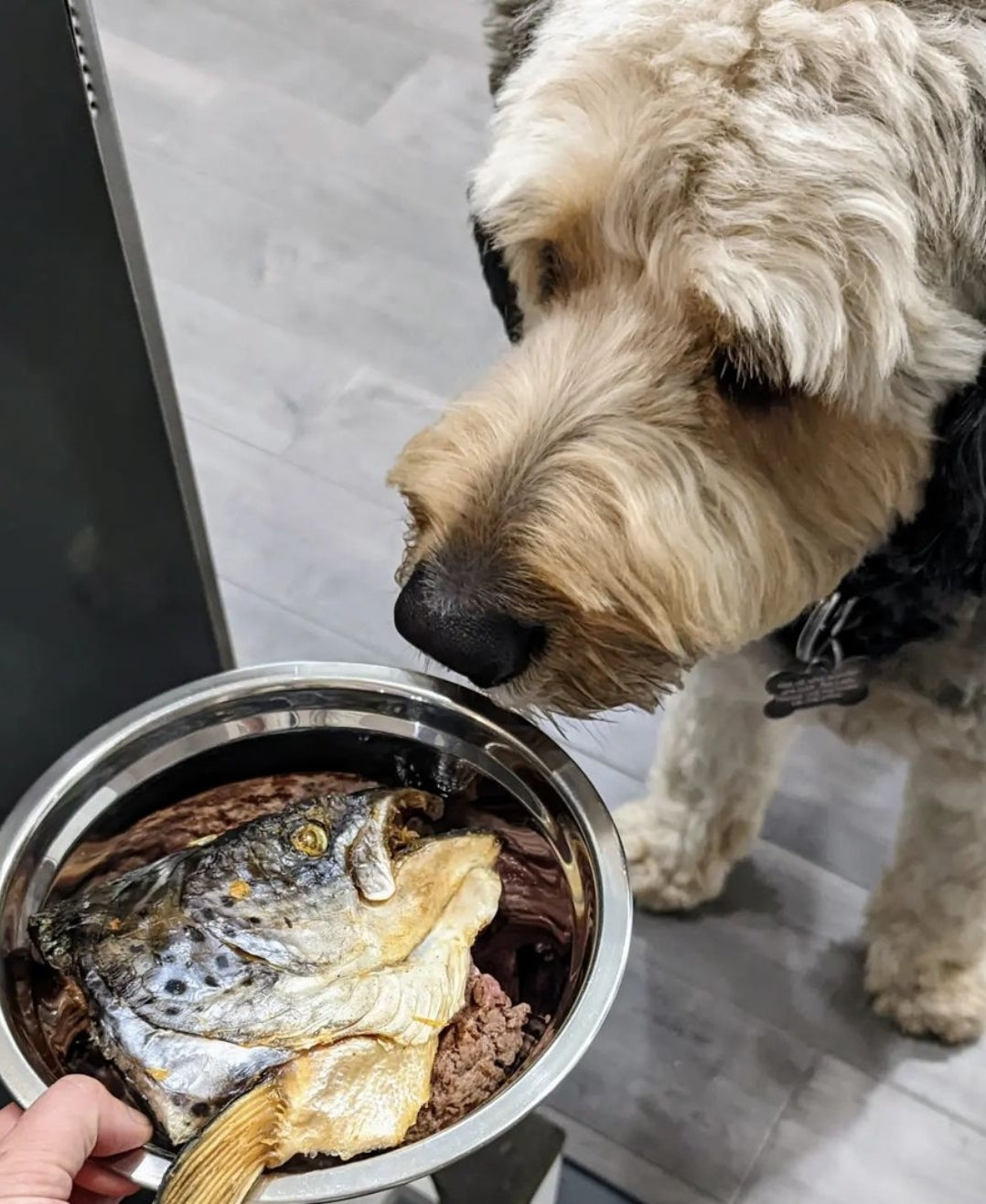 Large Halved Salmon Head