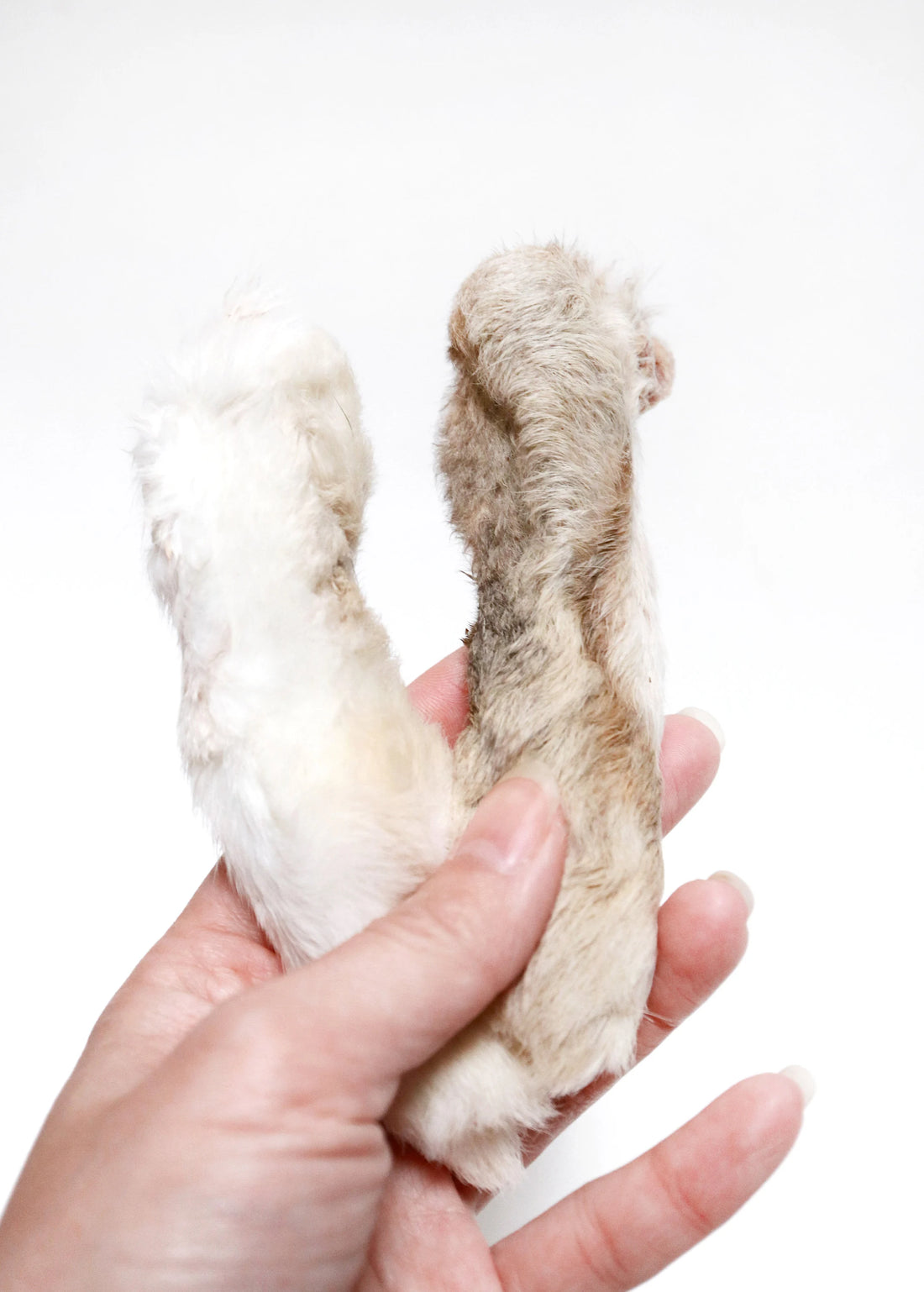 Whole Beef Ear (Fur On)