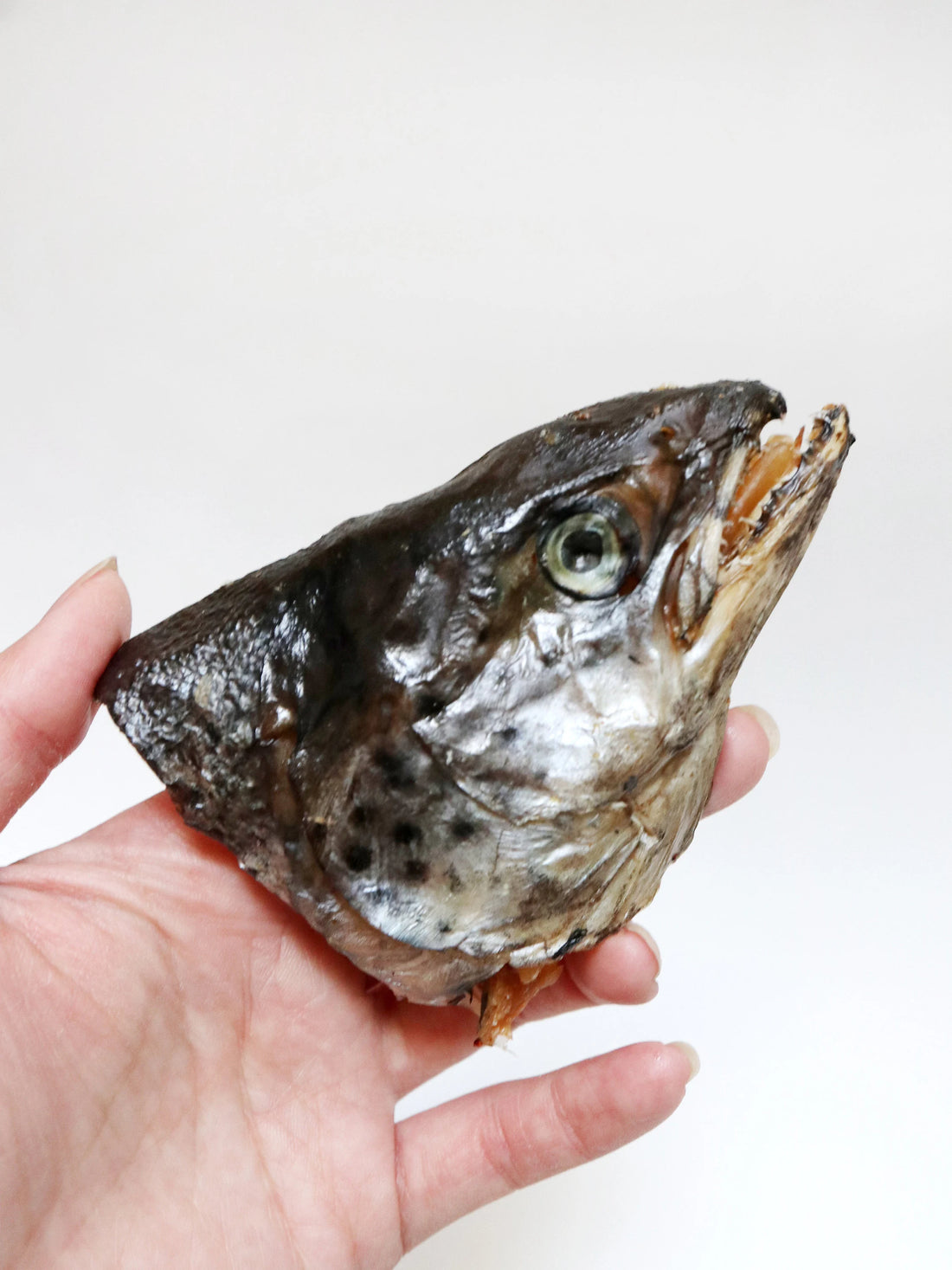 Large Halved Salmon Head